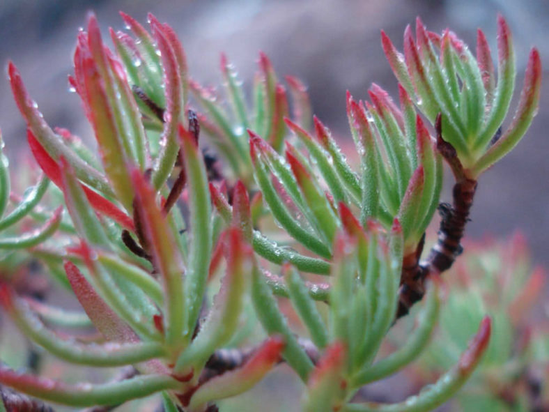 Crassula sarcocaulis subsp. rupicola (Bonsai Crassula)