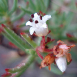 Crassula sarcocaulis subsp. rupicola (Bonsai Crassula)