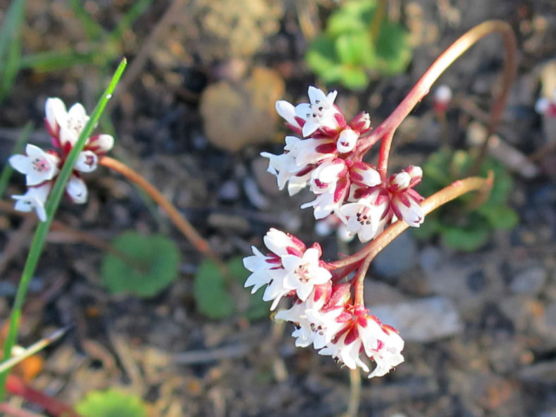 Crassula saxifraga