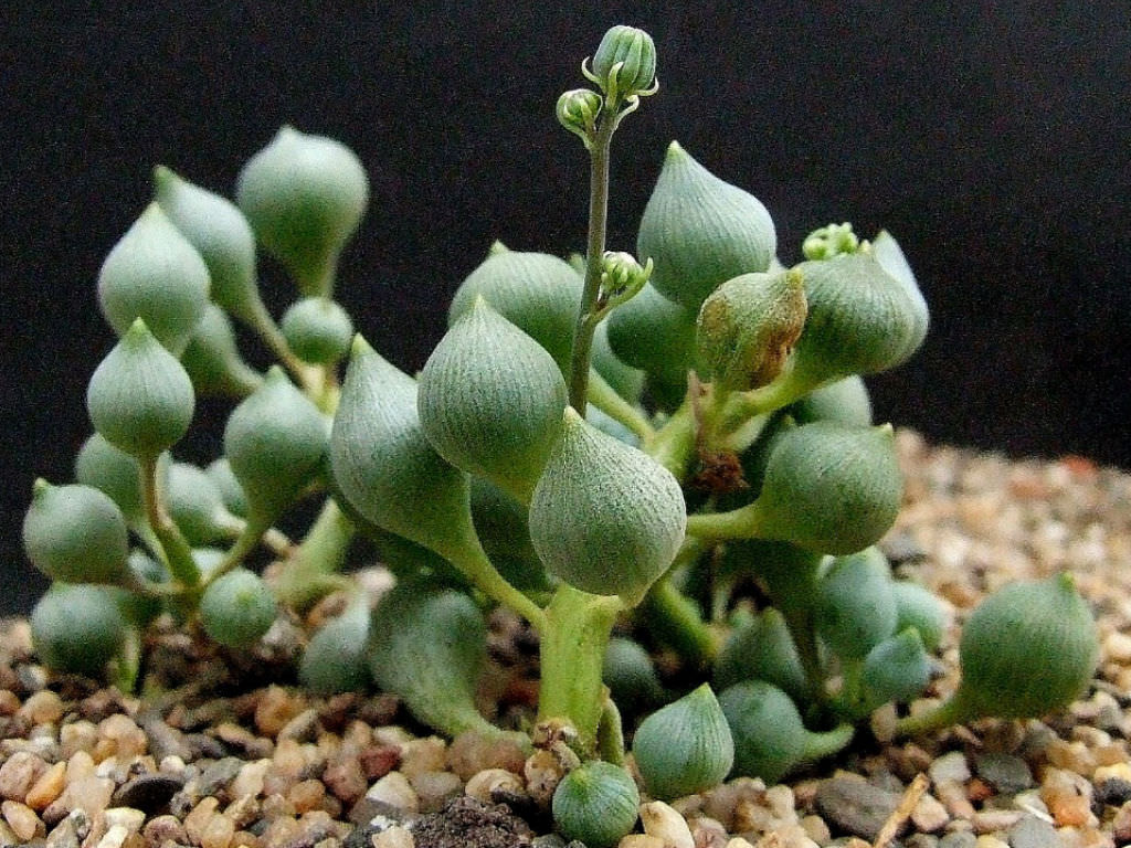 Curio citriformis (String of Tears) aka Senecio citriformis