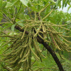 Cussonia arborea (Octopus Cabbage Tree)