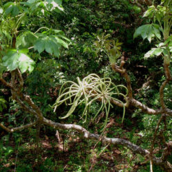 Cussonia arborea (Octopus Cabbage Tree)