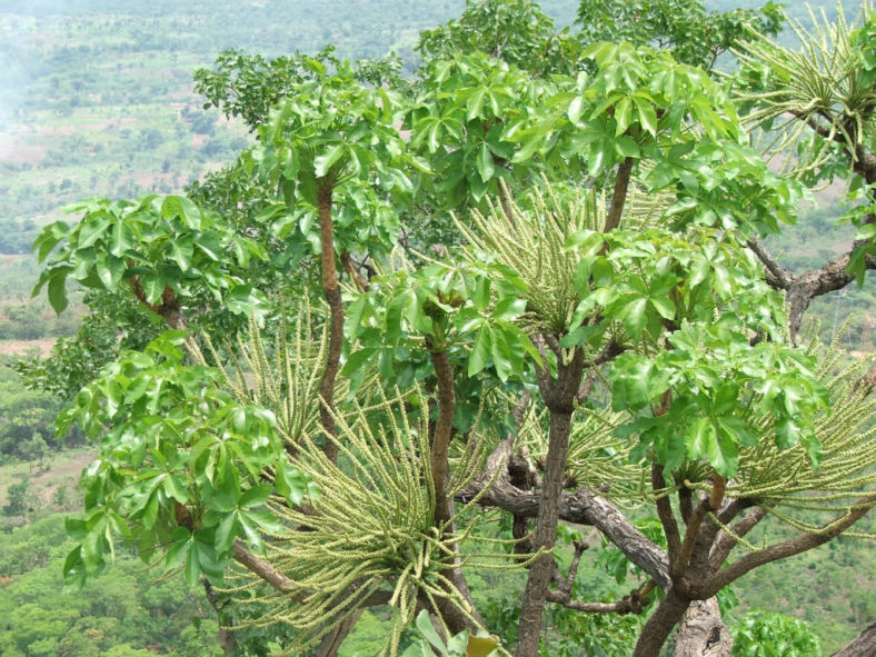 Cussonia arborea (Octopus Cabbage Tree)