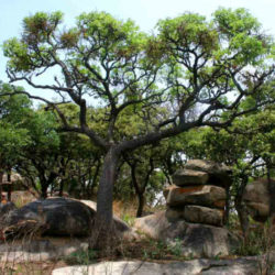 Cussonia arborea (Octopus Cabbage Tree)