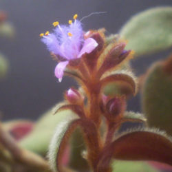 Cyanotis beddomei (Teddy Bear Vine)