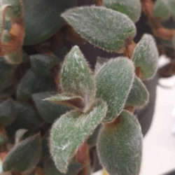 Cyanotis beddomei (Teddy Bear Vine)