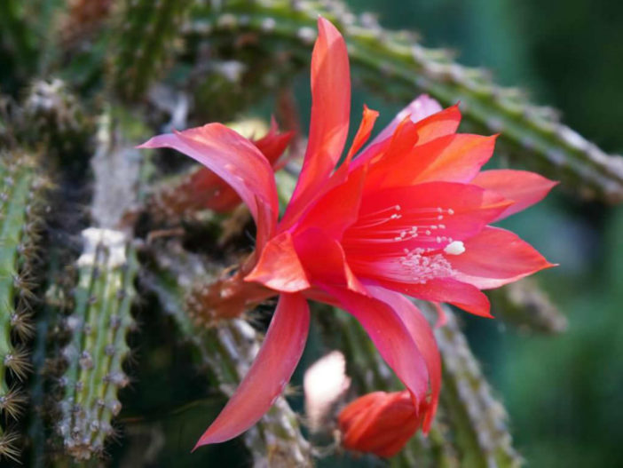 Disocactus × mallisonii (Rat's Tail Cactus)