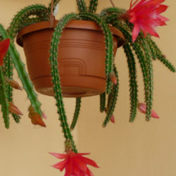 Disocactus × mallisonii (Rat's Tail Cactus)