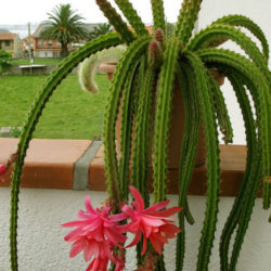 Disocactus × mallisonii (Rat's Tail Cactus) - World of Succulents