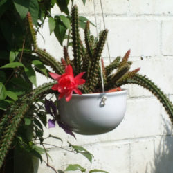 Disocactus × mallisonii (Rat's Tail Cactus)