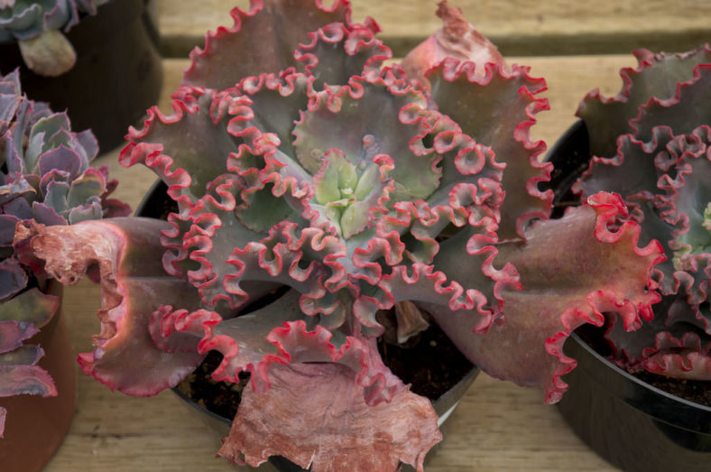 Echeveria 'Crimson Tide'