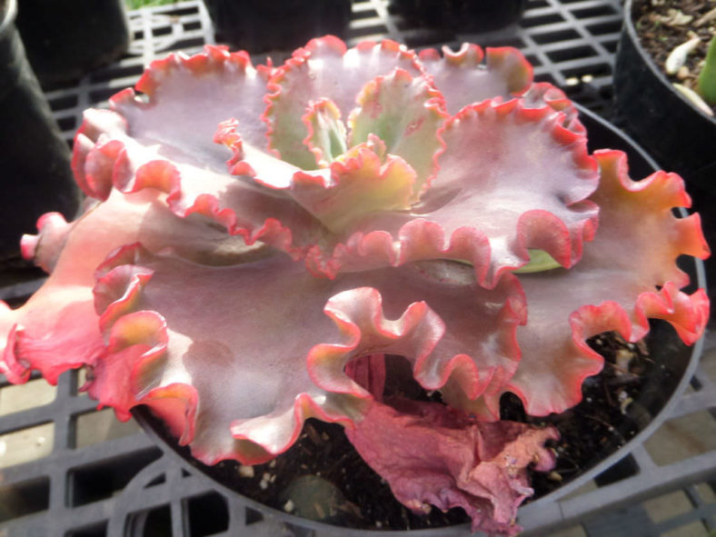 Echeveria 'Crimson Tide'