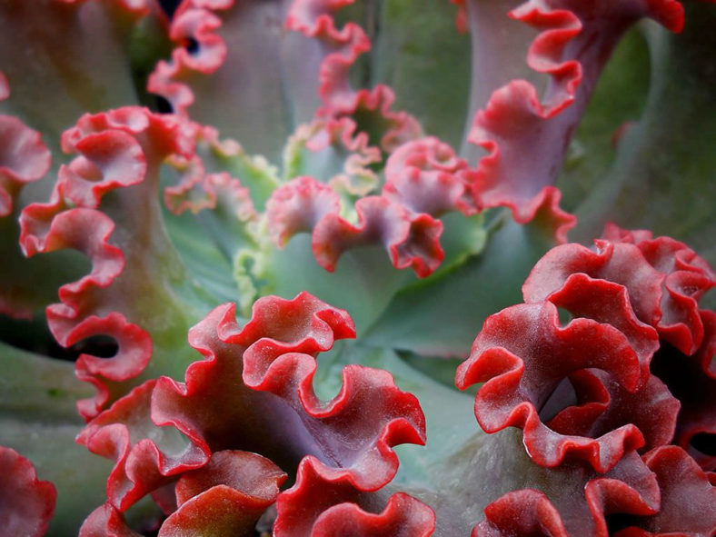 Echeveria 'Crimson Tide'