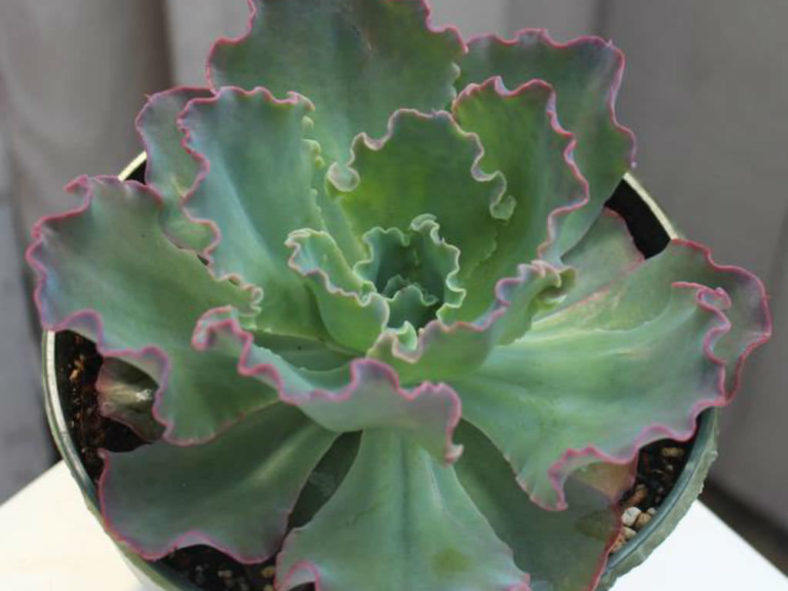 Echeveria 'Crinoline Ruffles'