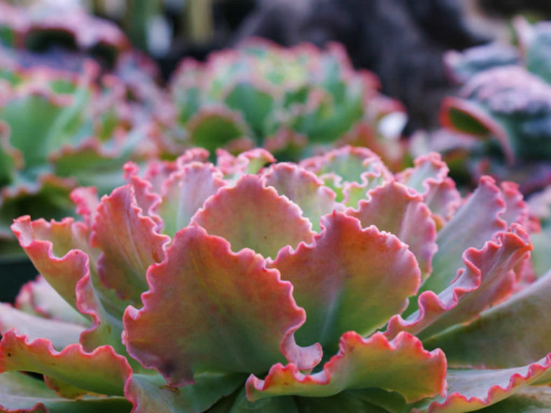 Echeveria 'Crinoline Ruffles'