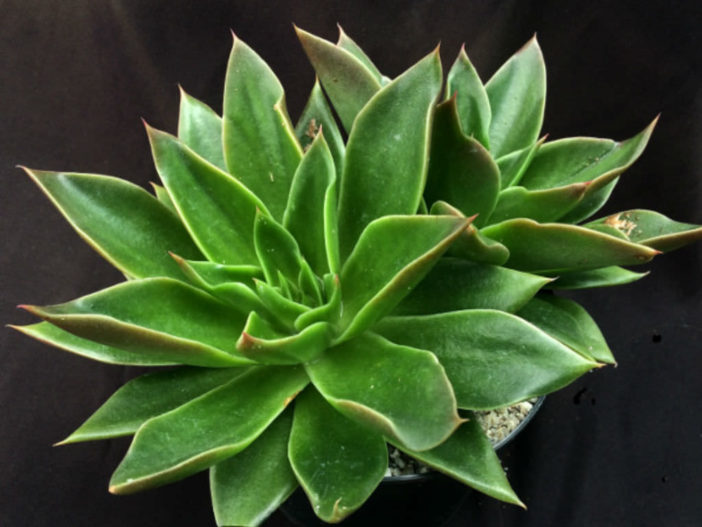 Echeveria 'Mexicano'