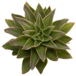 Echeveria 'Mexicano'