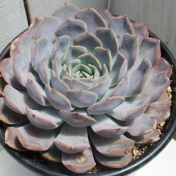 Echeveria 'Orion' aka Echeveria 'Fiona'