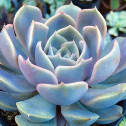 Echeveria 'Orion' aka Echeveria 'Fiona'