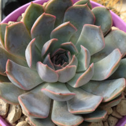 Echeveria 'Orion' aka Echeveria 'Fiona'