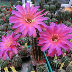 Echinopsis 'Windigo'