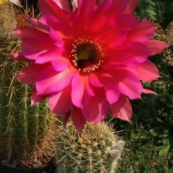 Echinopsis 'Windigo'