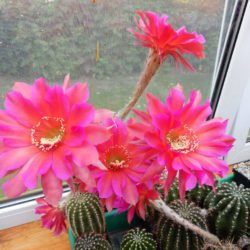 Echinopsis 'Windigo'