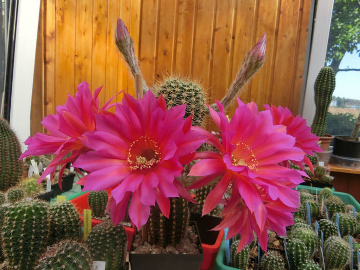 Echinopsis 'Windigo'