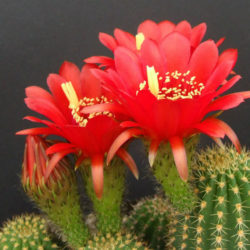 Echinopsis huascha var. grandiflora (Red Torch Cactus)
