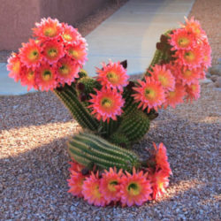 Echinopsis huascha var. grandiflora (Red Torch Cactus)