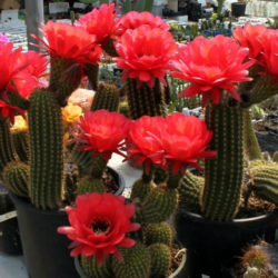 Echinopsis huascha var. grandiflora (Red Torch Cactus)
