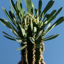 Euphorbia abyssinica (Desert Candle)