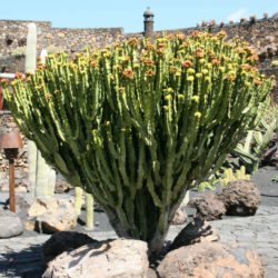 Euphorbia abyssinica (Desert Candle)