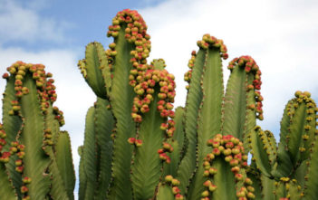 Euphorbia abyssinica (Desert Candle) Euphorbia abyssinica (Desert Candle)