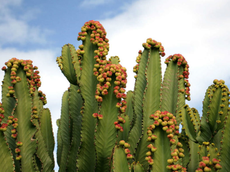 Euphorbia abyssinica (Desert Candle)