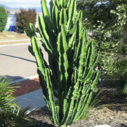 Euphorbia abyssinica (Desert Candle)