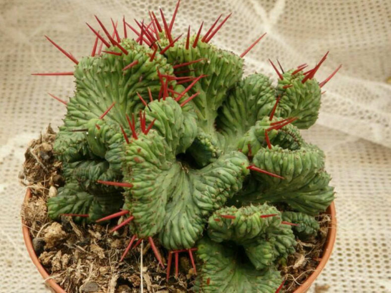 Euphorbia enopla 'Cristata'