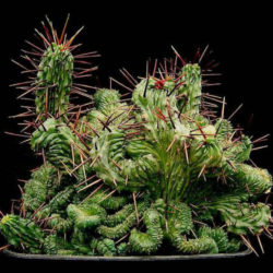 Euphorbia enopla 'Cristata'