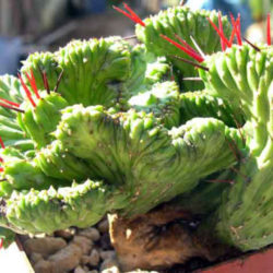 Euphorbia enopla 'Cristata'