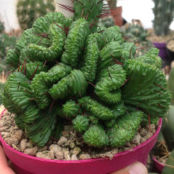 Euphorbia enopla 'Cristata'
