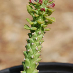 Euphorbia guentheri (Sausage Spurge)