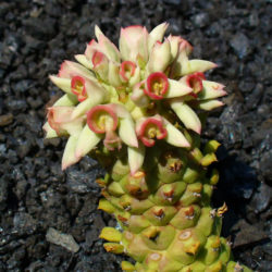 Euphorbia guentheri (Sausage Spurge)