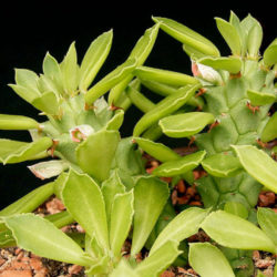 Euphorbia guentheri (Sausage Spurge)