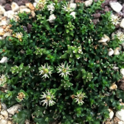 Euphorbia wilmaniae aka Euphorbia patula subsp. wilmaniae