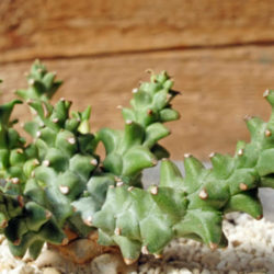 Euphorbia wilmaniae aka Euphorbia patula subsp. wilmaniae