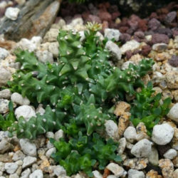 Euphorbia wilmaniae aka Euphorbia patula subsp. wilmaniae