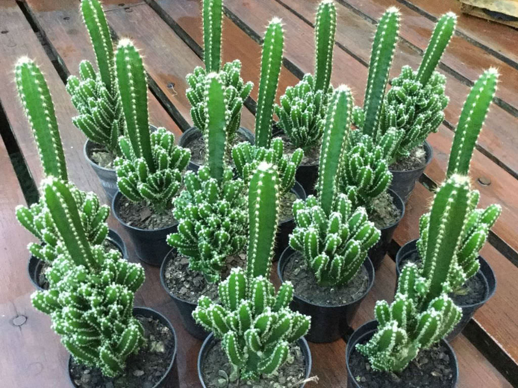 How To Grow And Care For A Fairy Castle Cactus World Of Succulents