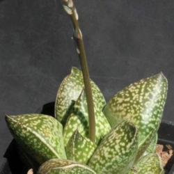 ×Gasterhaworthia 'Rosava'