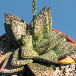 ×Gasterhaworthia 'Rosava'