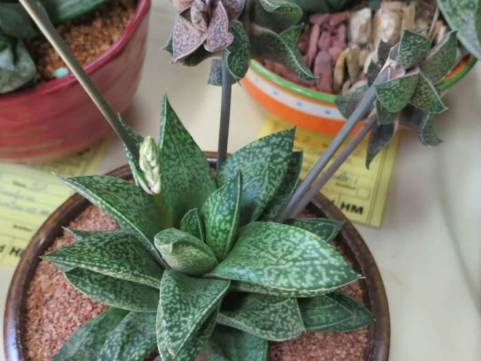 Gasterhaworthia 'Rosava'